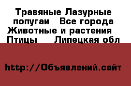 Травяные Лазурные попугаи - Все города Животные и растения » Птицы   . Липецкая обл.